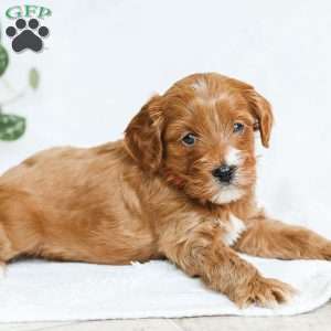 Milo F1b, Cavapoo Puppy